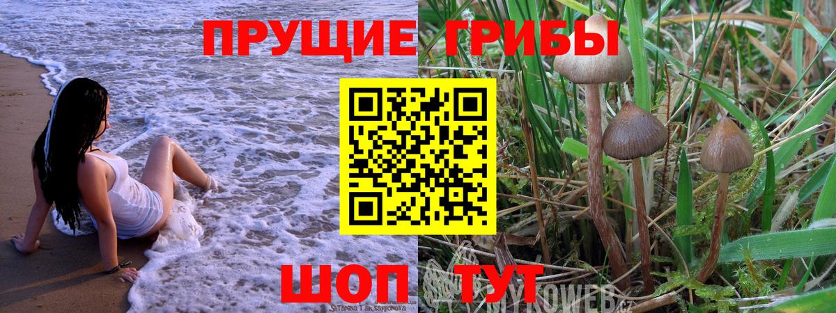 Псилоцибиновые грибы GOLDEN TEACHER Отрадный